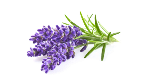 PURE LAVENDER OIL