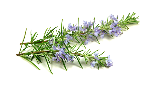 PURE ROSEMARY OIL
