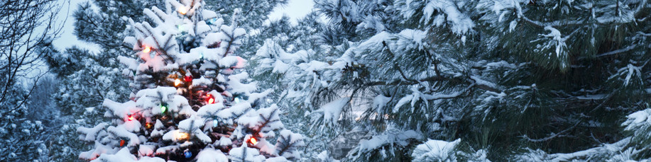 Thanksgiving & Advent