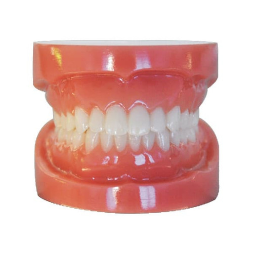 dental-model-standard-2