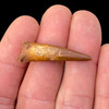Pterosaur tooth Pterosaur tooth