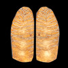 Mammoth tooth scales