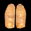 Mammoth tooth scales
