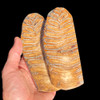 Mammoth tooth scales
