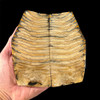 Mammoth Teeth Scales (04)