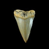 Mako fossil shark tooth