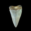 Mako fossil shark tooth Mako fossil shark tooth