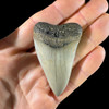 Mako fossil shark tooth Mako fossil shark tooth