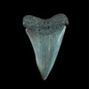 Mako fossil shark tooth Mako fossil shark tooth