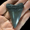 Mako fossil shark tooth Mako fossil shark tooth