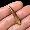 Sauropod tooth Sauropod tooth