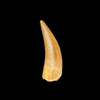 Plesiosaur tooth