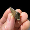 Nanotyrannus dinosaur tooth