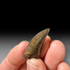 Nanotyrannus dinosaur tooth