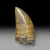 Nanotyrannus fossil dinosaur tooth