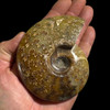  whole sutured ammonite