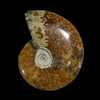 whole sutured ammonite  whole sutured ammonite