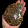 whole sutured ammonite  whole sutured ammonite