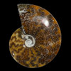 whole sutured ammonite  whole sutured ammonite