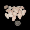 Bulk Gastropod Fossils - 55 lb Box