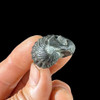 Enrolled phacops trilobite from Morocco Enrolled phacops trilobite from Morocco
