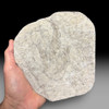 Authentic dinosaur footprint for sale