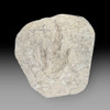 Authentic dinosaur footprint for sale