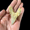 Large otodus tooth for sale