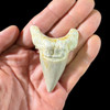 Large otodus tooth for sale
