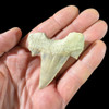 Large otodus tooth for sale