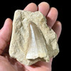 large mosasaur tooth in matrix