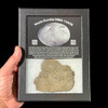 NWA 15658 meteorite slice with display case from minor planet 4 Vesta