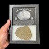 NWA 15658 meteorite slice with display case from minor planet 4 Vesta
