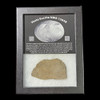 NWA 15658 meteorite slice with display case from minor planet 4 Vesta