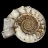 Kranosphinctes ammonite fossil Madagascar