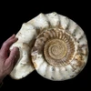 Giant natural ammonite from Madagascar