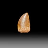 Carcharodontosaurus tooth for sale