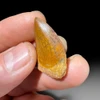 Carcharodontosaurus tooth for sale