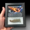 NWA 18628 CK3 carbonaceous chondrite meteorite   