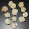 Bulk Fossil Sea Snails - 55 lb Box