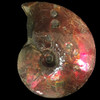 Ammolite Ammonite Ammolite Ammonite