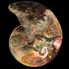 Canadian Ammolite Ammonite