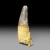 Large Spinosaurus tooth for sale