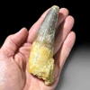 4.5" Spinosaurus tooth (01)