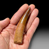 Large spinosaurus tooth for sale