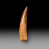 Large spinosaurus tooth for sale