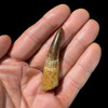 Spinosaurus tooth