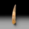 Large spinosaurus tooth for sale