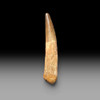 Large spinosaurus tooth for sale