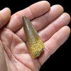 Spinosaurus tooth Spinosaurus tooth